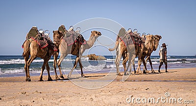 Camels on beach in Australia Editorial Stock Photo