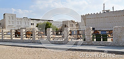 Camels in Camel Souq, Waqif Souq in Doha, Qatar Stock Photo