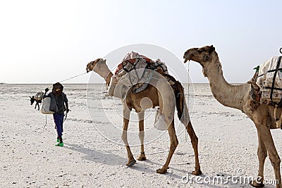 Camels caravan carrying salt in Africa`s Danakil Desert, Ethiopia Stock Photo