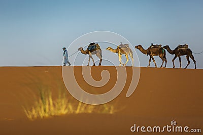 Camels caravan in the dessert of Sahara with beautiful dunes in background. Morocco Stock Photo