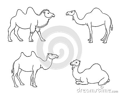 Camels in contours - vector illustration Vector Illustration