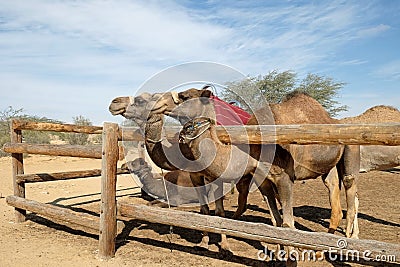 Camels in a corral on a camel farm Stock Photo