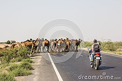 Camels crossing the highway Editorial Stock Photo