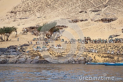 Camels in the desert Stock Photo