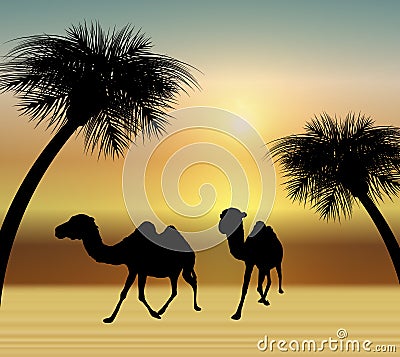 Camels in the Desert Stock Photo