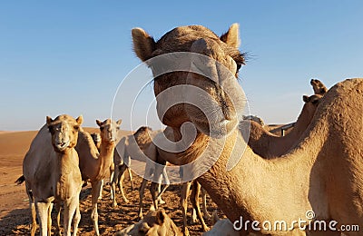 Camels in desert Stock Photo