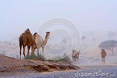 Camels on a desert highway Stock Photo