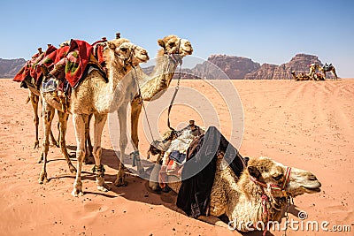 Camels in desert landscape under blue skies Stock Photo