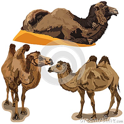 Camels Vector Illustration