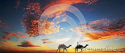 Camels on a Dubai Beach under a dramatic sky Stock Photo