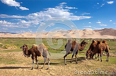 Camels dune desert - mongolia Stock Photo