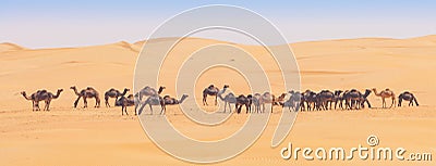 Camels in the Empty Quarter Stock Photo