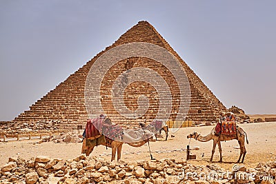 Camels in front of the Pyramid of Menkaure Stock Photo