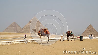 Camels in front Pyramids of Egypt Editorial Stock Photo