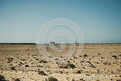 Camels are grazing on the Atlantic Ocean coast Stock Photo