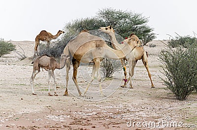 Camels grazing in the desert Stock Photo