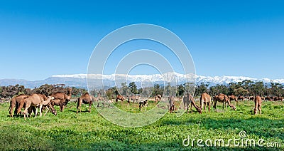 Camels grazing near Taroudant, Morocco Stock Photo