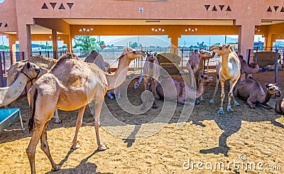 Camels held in captivity in a cage in the camel market of Al Ain. Camels are mainly used for transportation and for camel racing Editorial Stock Photo