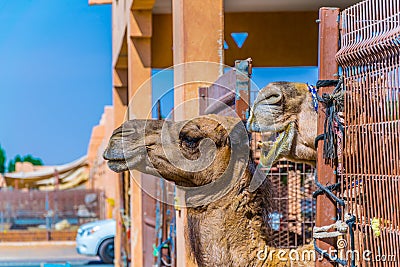 Camels held in captivity in a cage in the camel market of Al Ain. Camels are mainly used for transportation and for camel racing Stock Photo