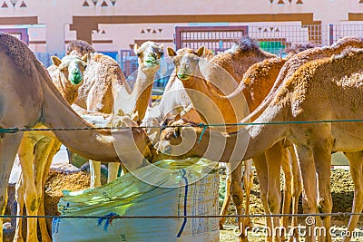 Camels held in captivity in a cage in the camel market of Al Ain. Camels are mainly used for transportation and for Stock Photo