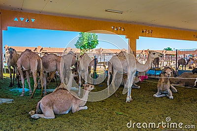 Camels held in captivity in a cage in the camel market of Al Ain. Camels are mainly used for transportation and for camel racing Editorial Stock Photo