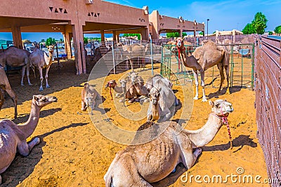 Camels held in captivity in a cage in the camel market of Al Ain. Camels are mainly used for transportation and for camel racing Editorial Stock Photo