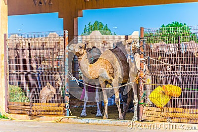 Camels held in captivity in a cage in the camel market of Al Ain. Camels are mainly used for transportation and for camel racing Stock Photo