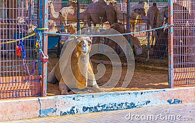 Camels held in captivity in a cage in the camel market of Al Ain. Camels are mainly used for transportation and for camel racing Stock Photo