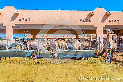 Camels held in captivity in a cage in the camel market of Al Ain. Camels are mainly used for transportation and for camel racing Stock Photo