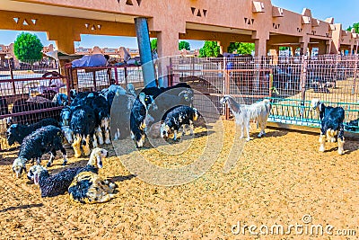 Camels held in captivity in a cage in the camel market of Al Ain. Camels are mainly used for transportation and for camel racing Stock Photo