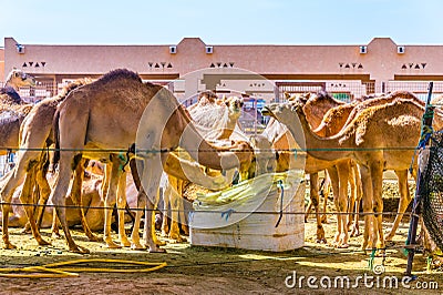 Camels held in captivity in a cage in the camel market of Al Ain. Camels are mainly used for transportation and for camel racing Stock Photo