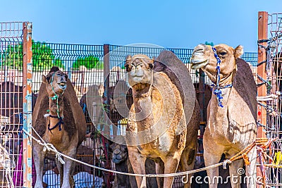 Camels held in captivity in a cage in the camel market of Al Ain. Camels are mainly used for transportation and for Stock Photo