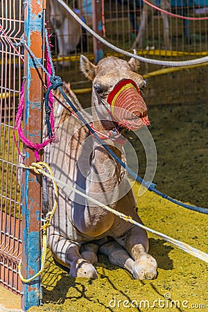 Camels held in captivity in a cage in the camel market of Al Ain. Camels are mainly used for transportation and for Stock Photo