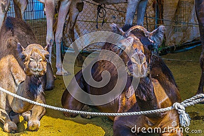 Camels held in captivity in a cage in the camel market of Al Ain. Camels are mainly used for transportation and for Stock Photo