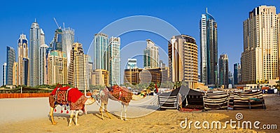 The camels on Jumeirah beach and skyscrapers in the backround in Dubai Editorial Stock Photo