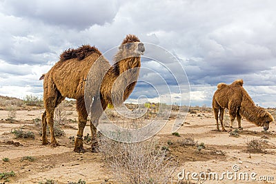 Camels at Kyzylkum Desert in Uzbekist Stock Photo