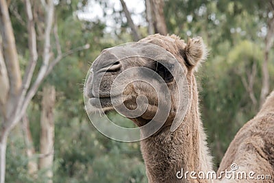 this is a close up of a camel Stock Photo