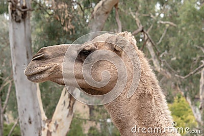 this is a close up of a camel Stock Photo