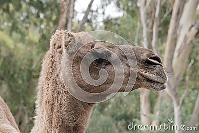 this is a side view of a camel Stock Photo