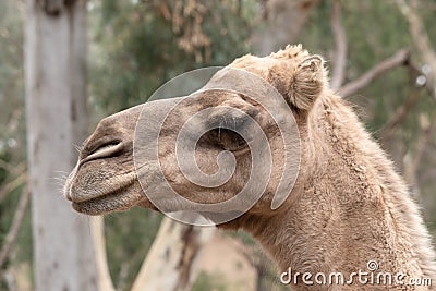 this is a side view of a camel Stock Photo