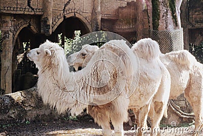 Camels Stock Photo