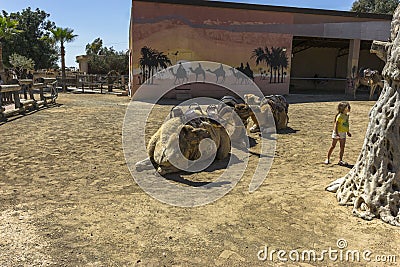 Camel trip on Cyprus Island Editorial Stock Photo