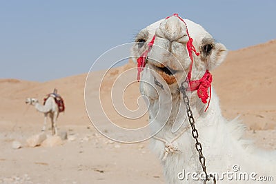 Camels in Palmira, Syria Stock Photo