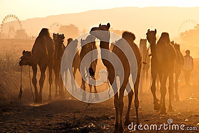 Camels in Pushkar fair Stock Photo