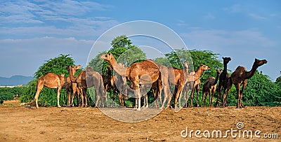 Camels at Pushkar Mela Pushkar Camel Fair , India Stock Photo
