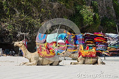 Camels with saddle on the beach Editorial Stock Photo