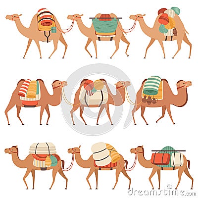 Camels Set, Desert Animals Walking with Heavy Load, Side View Vector Illustration Vector Illustration