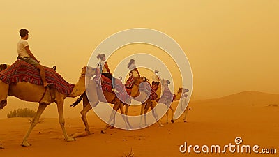 Camels in a sand storm Editorial Stock Photo