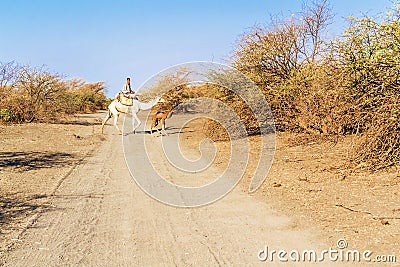 Camels in Sudan Editorial Stock Photo