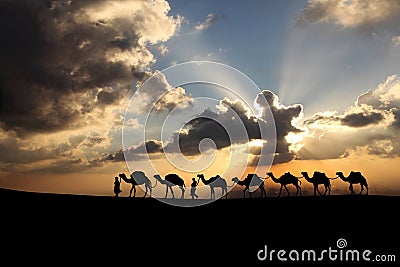 Camels in the sunset background. Stock Photo